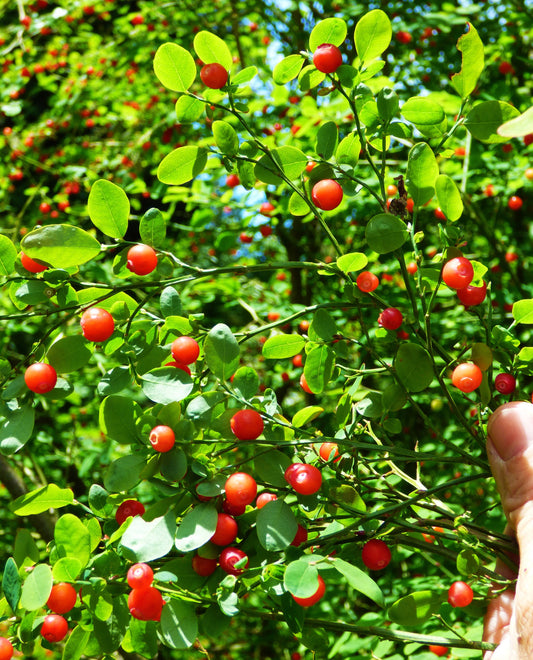 Red Huckleberry Plants