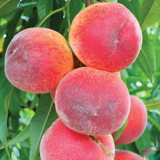 'Redhaven' Peach Trees