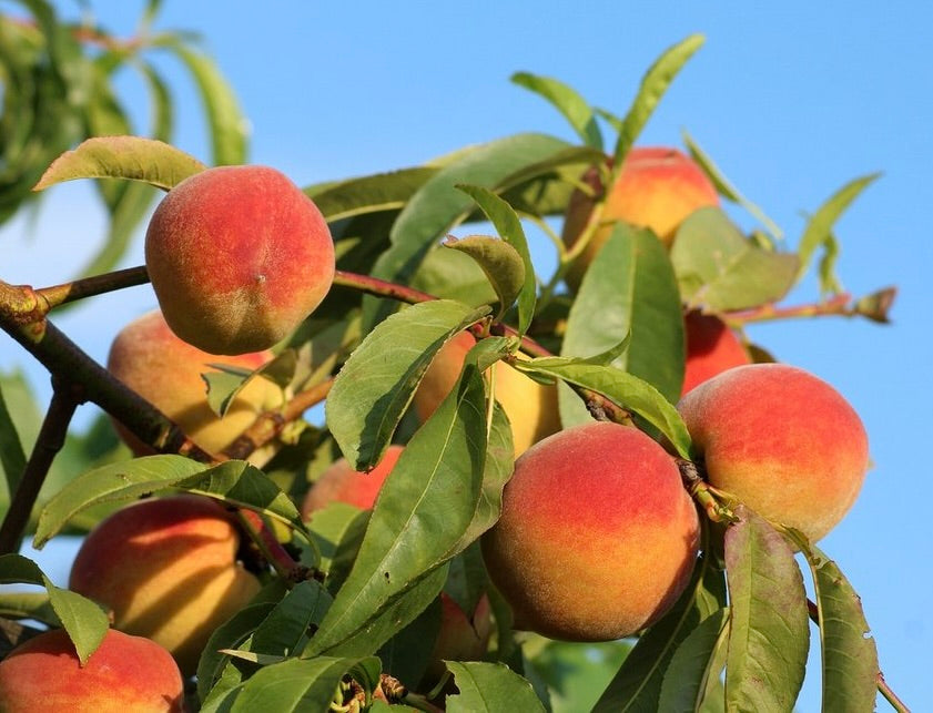 'Risingstar' Peach Trees