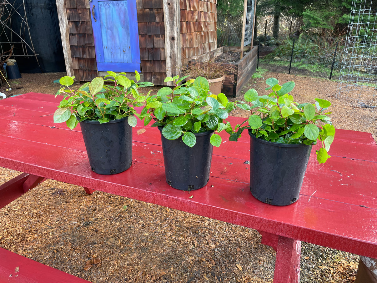 Edible Salal Plants for Sale on Vancouver Island, BC West Coast Plants