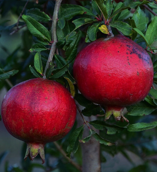 Pomegranate Trees