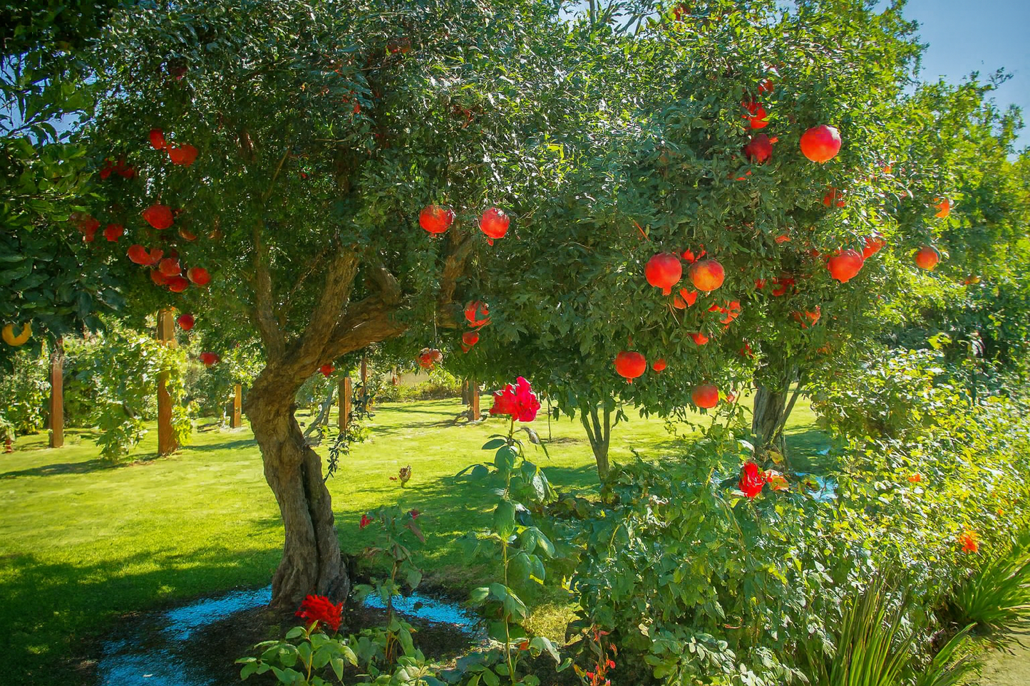 'Salavatski' Pomegranate