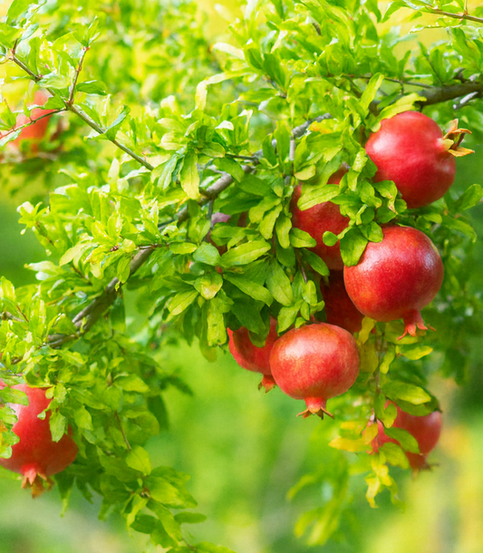 'Salavatski' Pomegranate