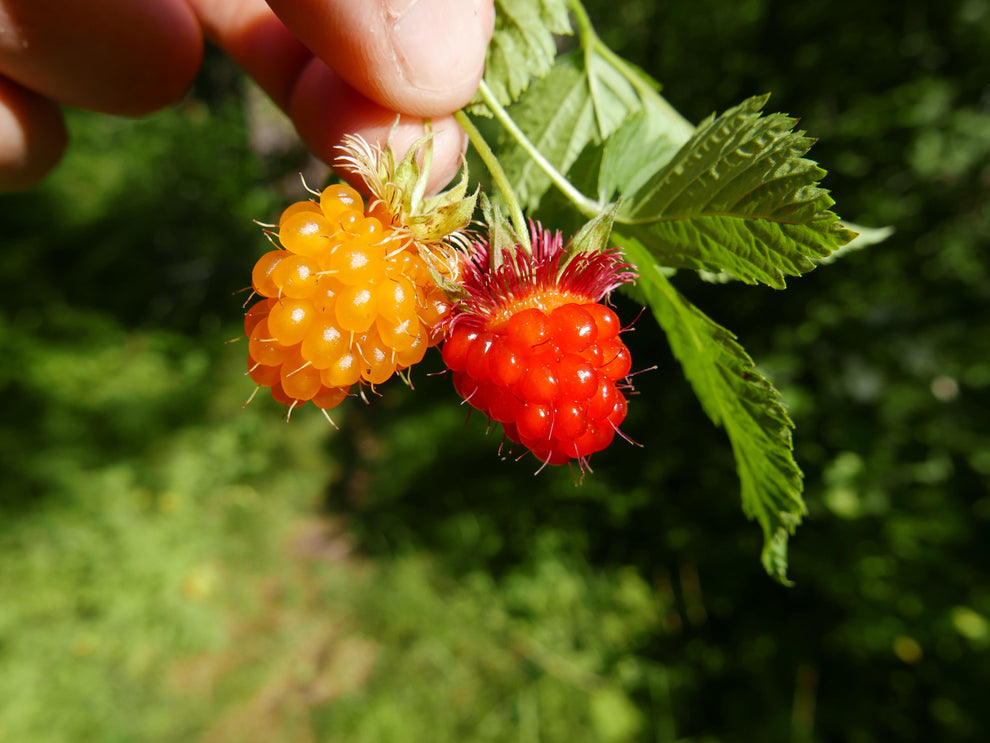 Salmonberry Plants for Sale on Vancouver Island, BC West Coast Plants