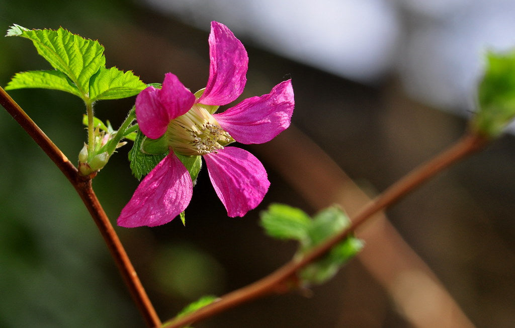 Salmonberry Plants