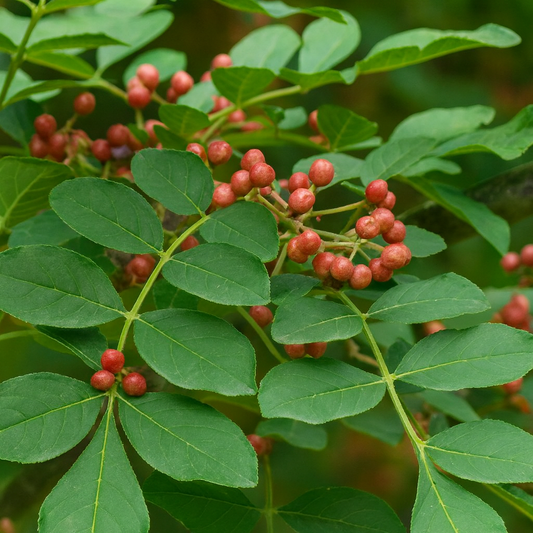Sansho Japanese Pepper Tree