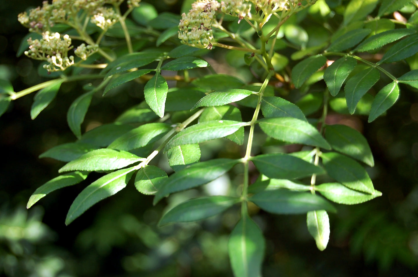 Sansho Japanese Pepper Tree