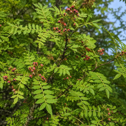 Sansho Japanese Pepper Tree