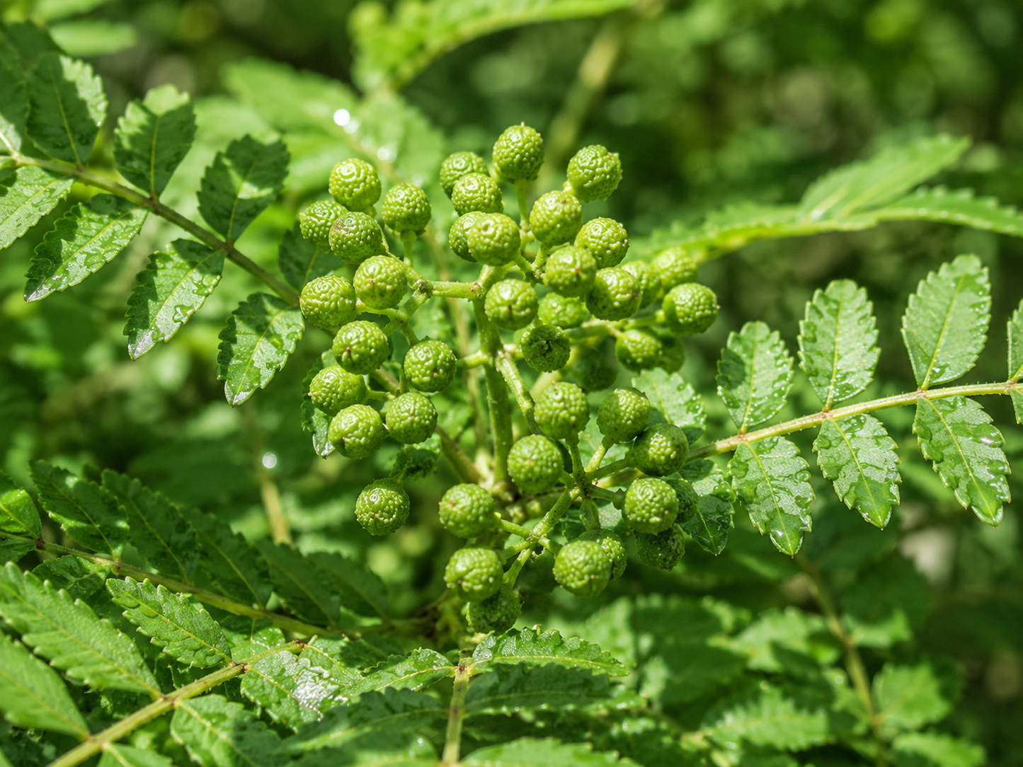 Sansho Japanese Pepper Tree
