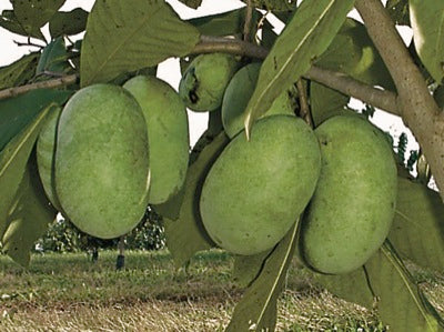 'Shenandoah' Pawpaw