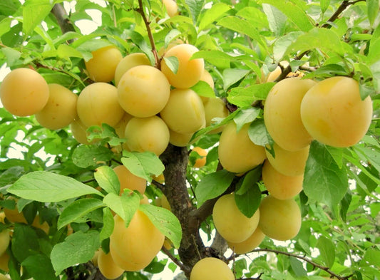 'Shiro' Japanese Plum Trees