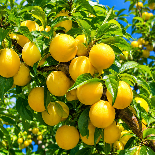 'Shiro' Japanese Plum