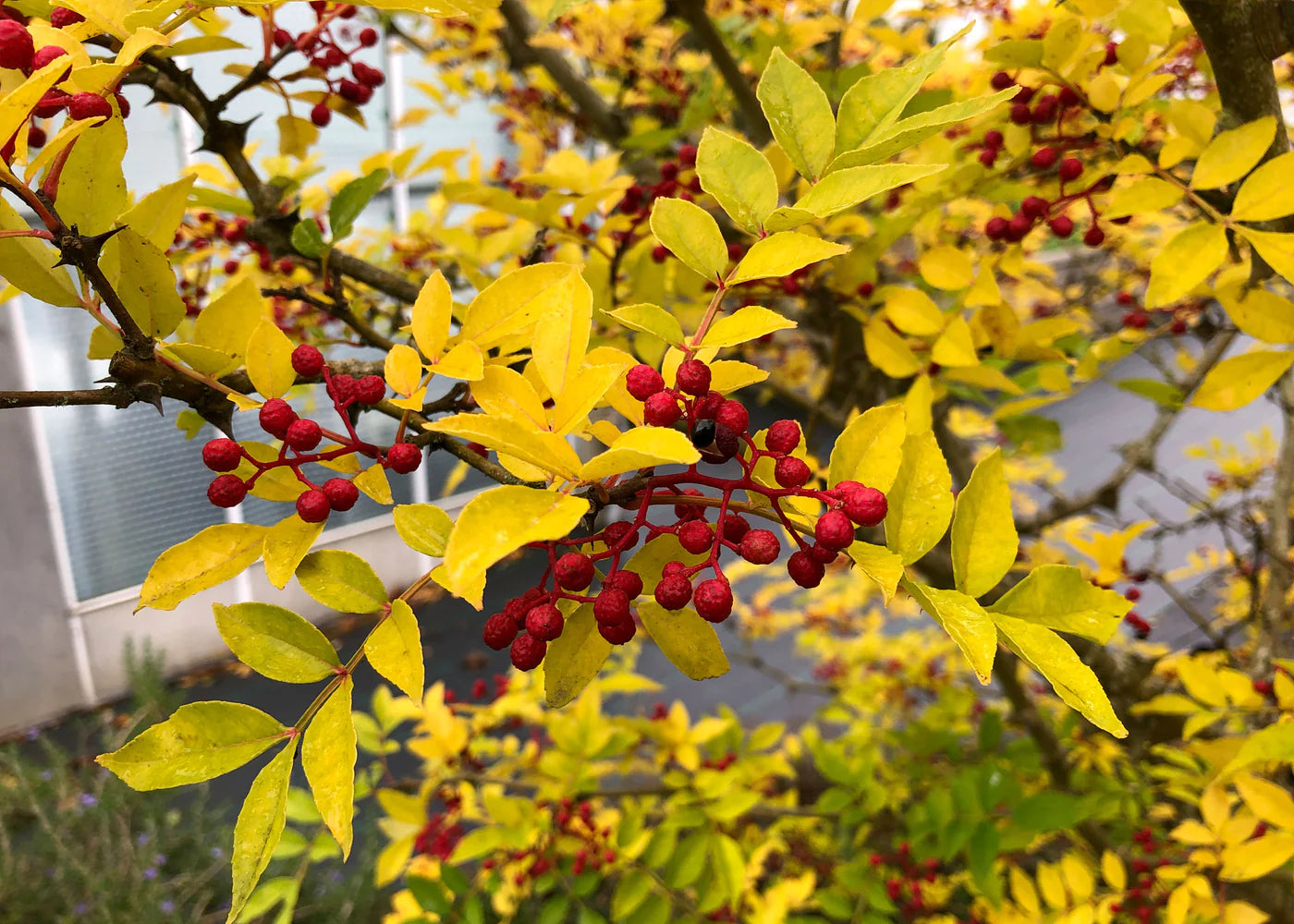 Sichuan (Szechwan) Pepper Trees