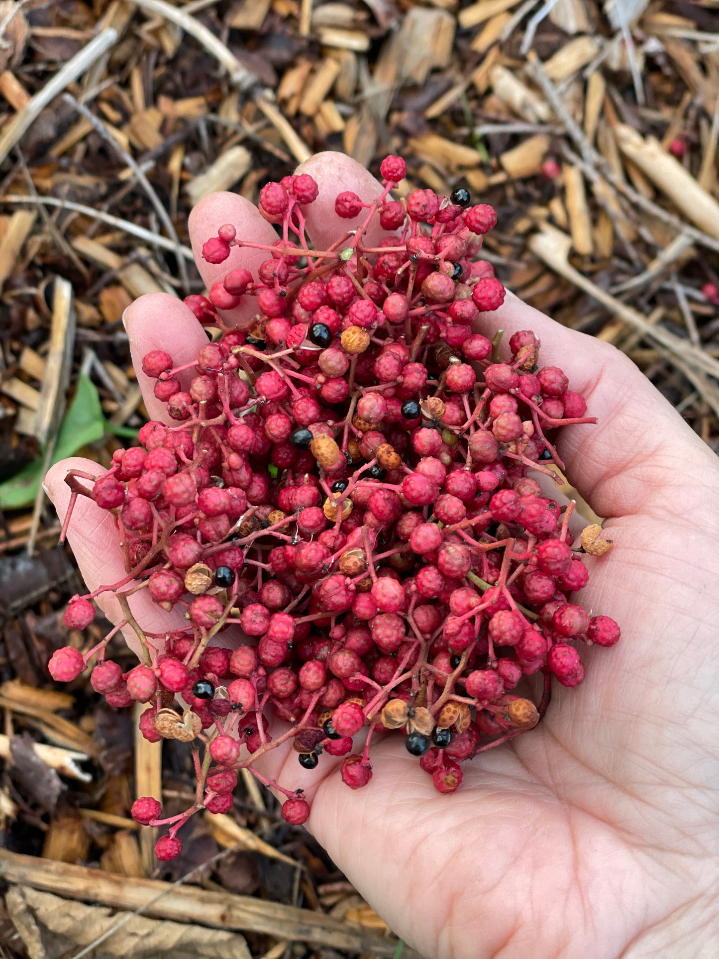 Sichuan (Szechwan) Pepper Tree