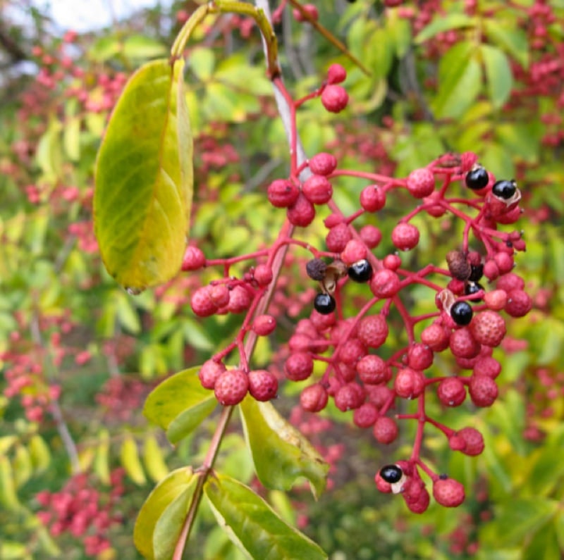 Sichuan (Szechwan) Pepper Trees for Sale on Vancouver Island, BC West