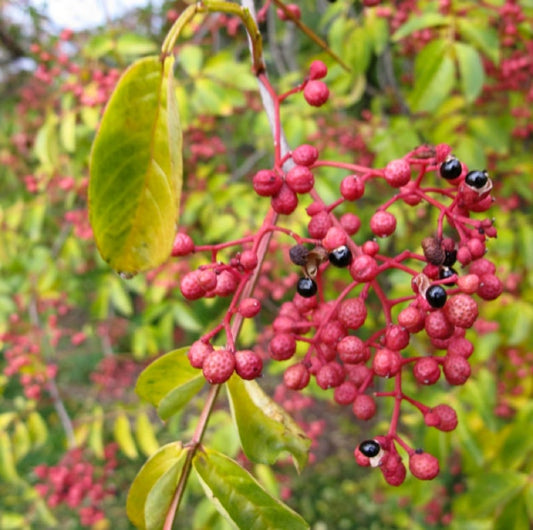 Sichuan (Szechwan) Pepper Trees