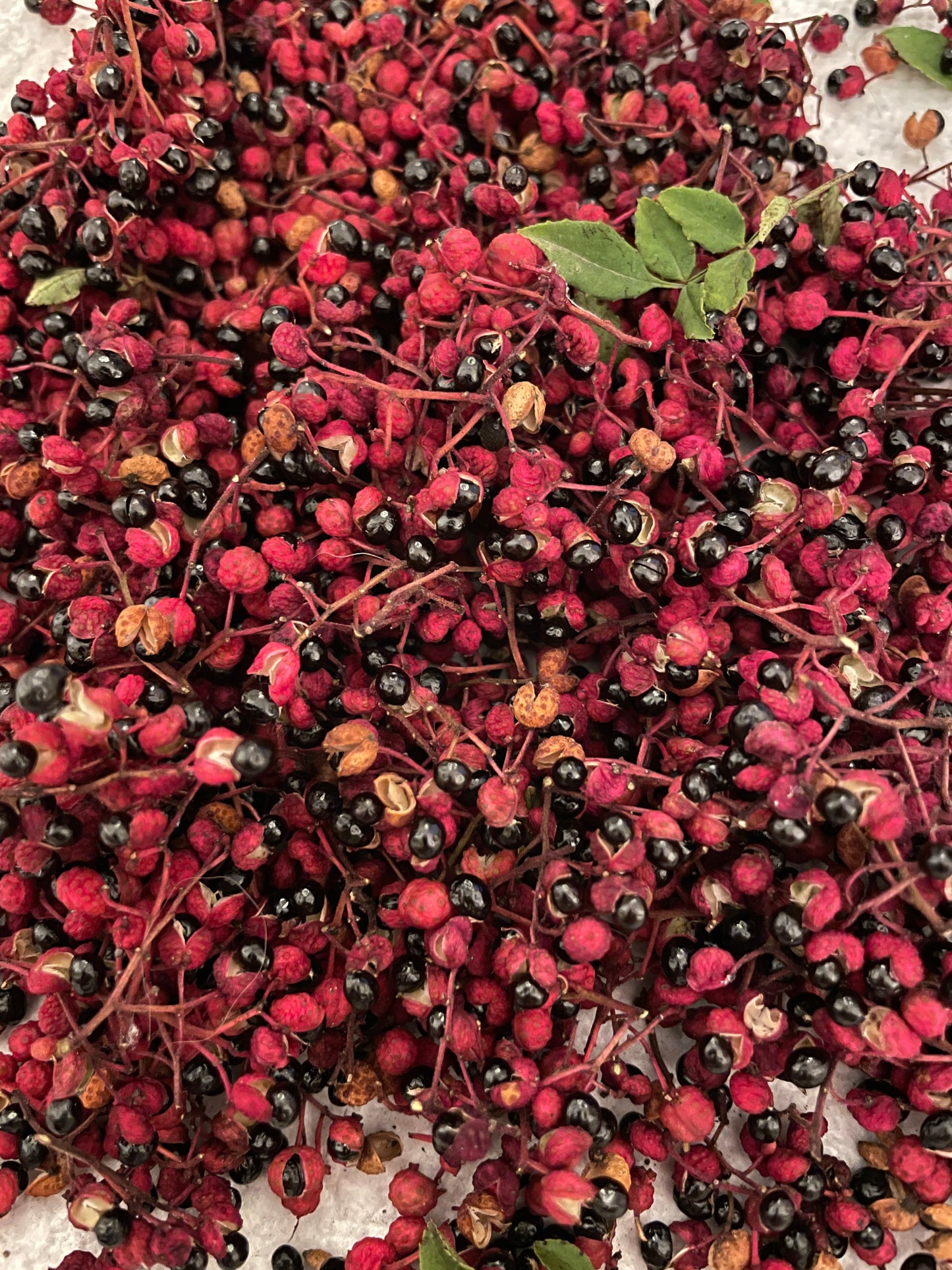 Sichuan (Szechwan) Pepper Tree