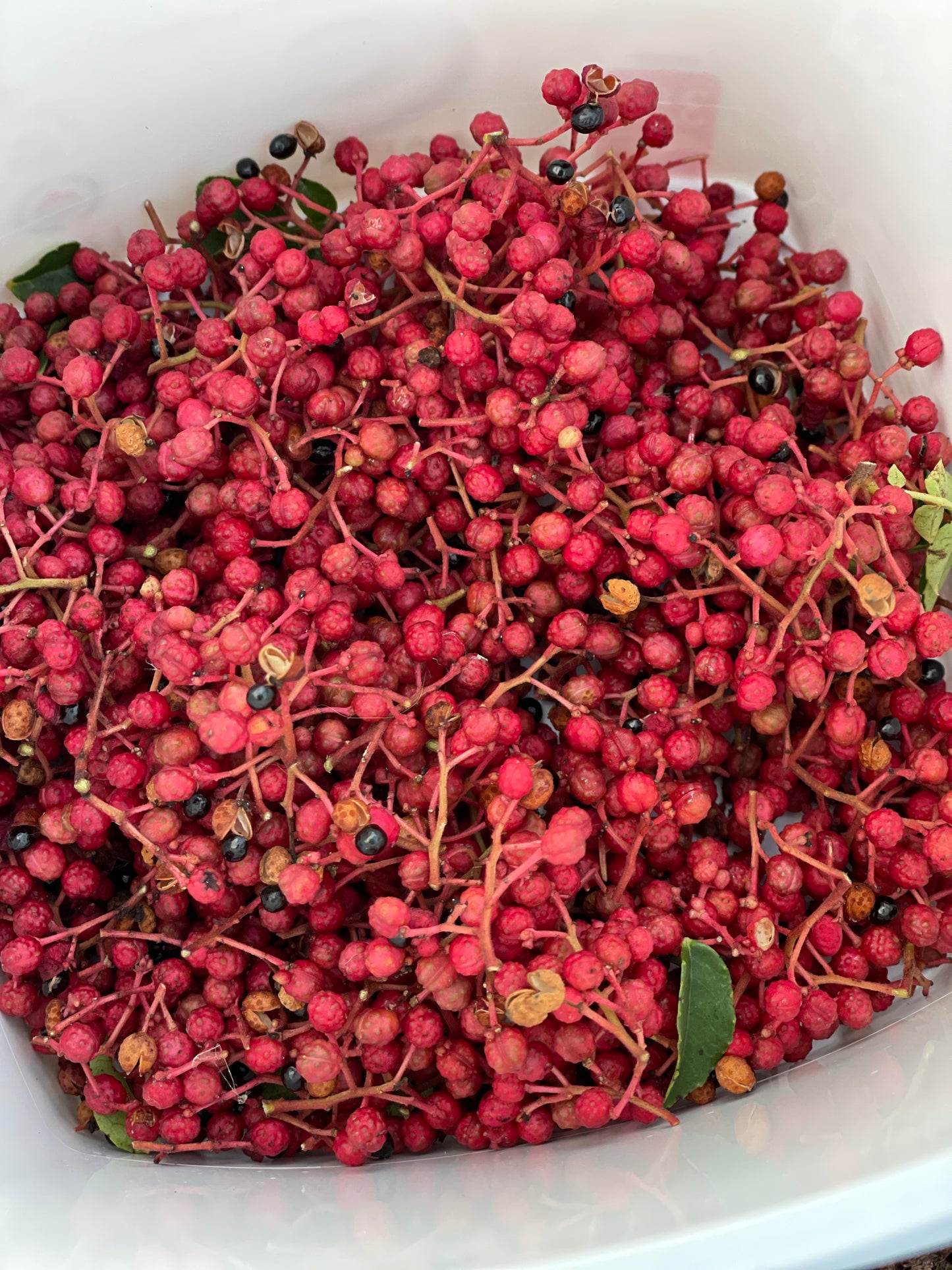Sichuan (Szechwan) Pepper Tree