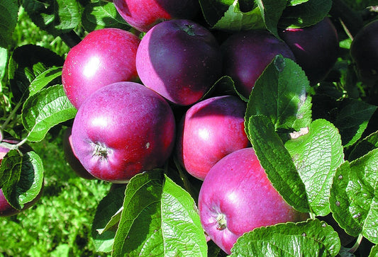 'Spartan' Mini-Dwarf Apple Trees