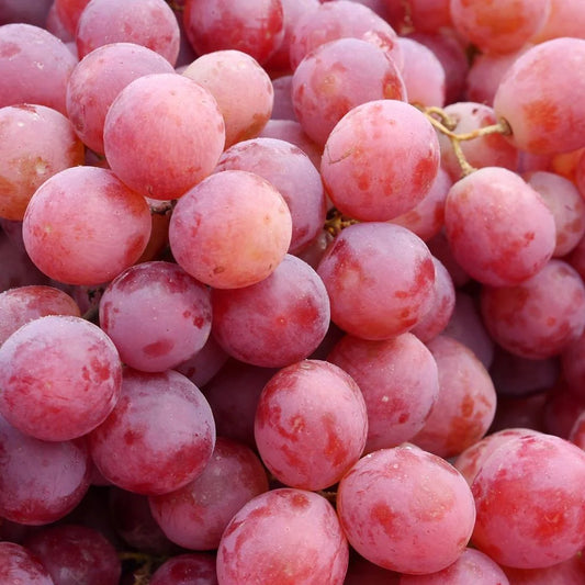 'Suffolk Red' Table Grape Vines