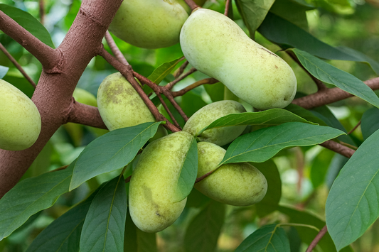 'Sunflower' Pawpaw