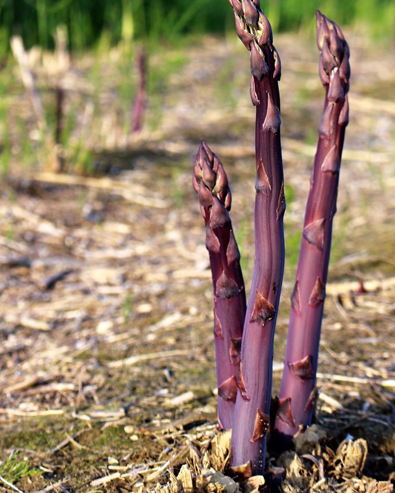 'Sweet Purple' Asparagus Plants