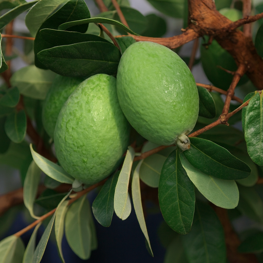 'Takaka'™ Pineapple Guava (Feijoa)