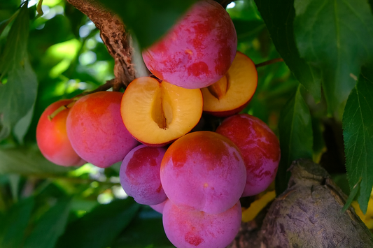 'Toka' Japanese Plum