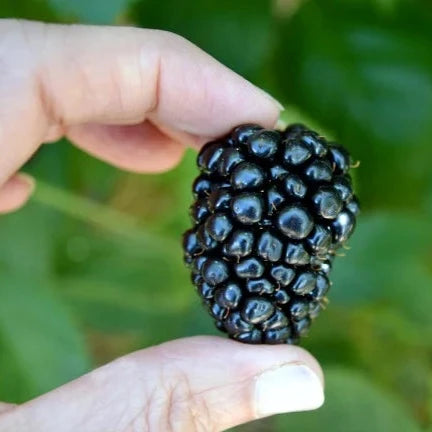 'Triple Crown' Thornless Blackberry
