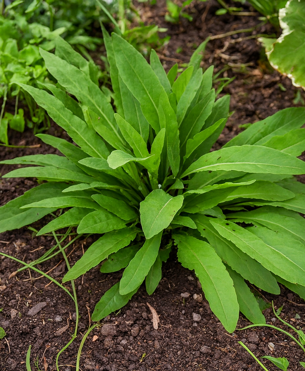 Turkish Rocket Plants for Sale in Canada – West Coast Plants