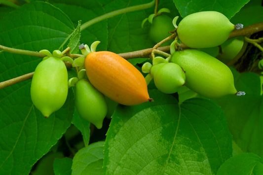 'Vera's Pride'™ Silver Vine Kiwi (Female)