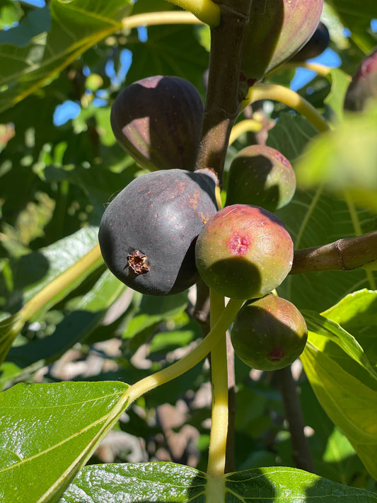'Violette de Bordeaux' Fig