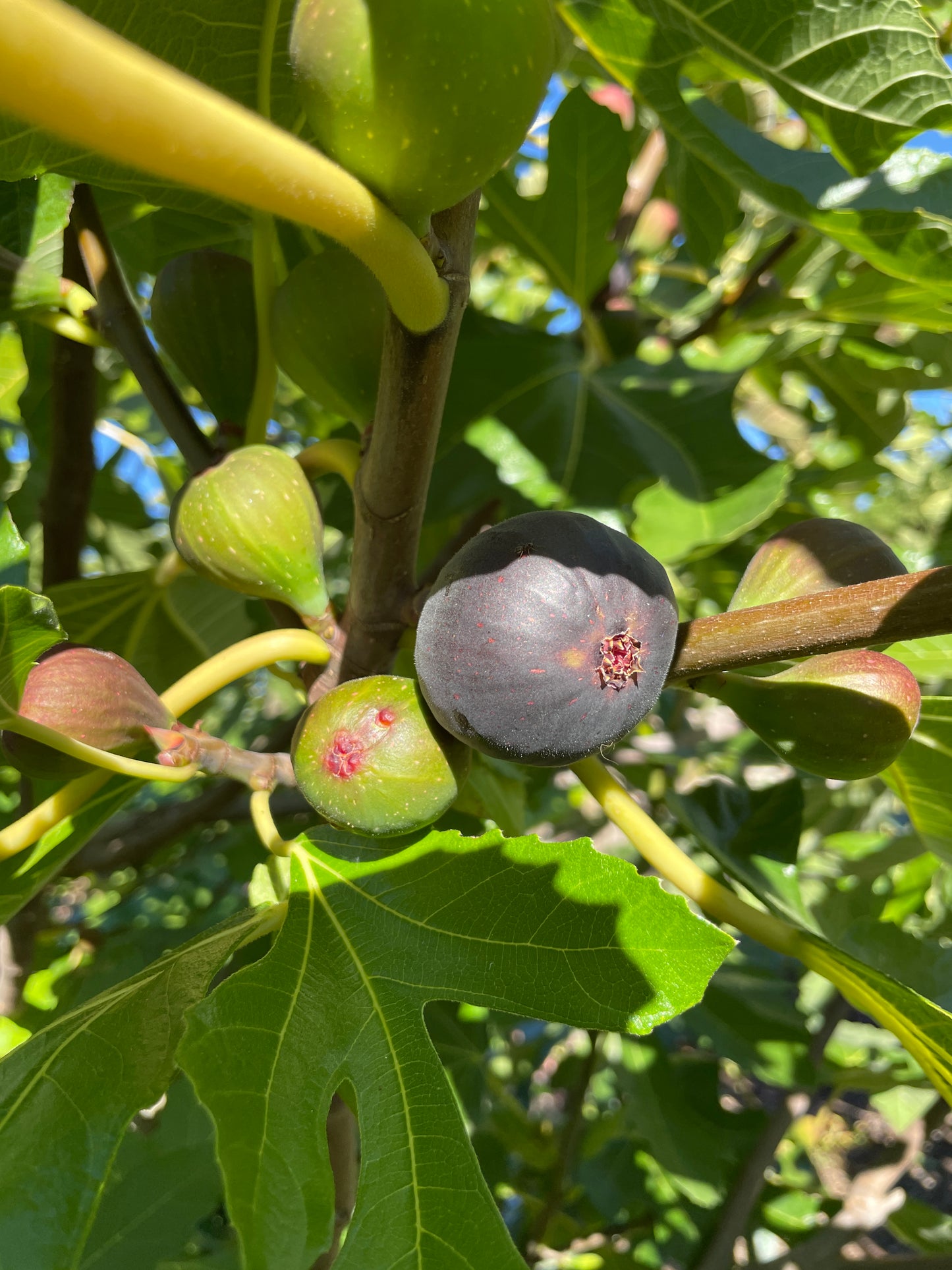 'Violette de Bordeaux' Fig