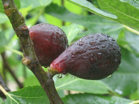 'Violette de Bordeaux' Fig Trees