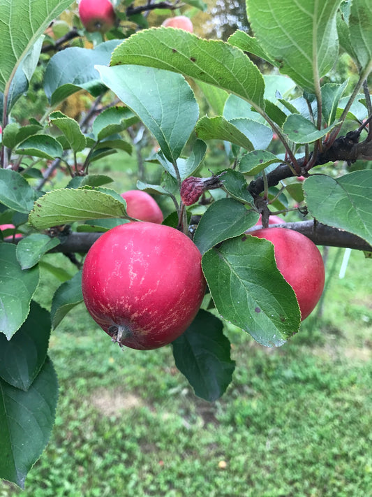 'Whitney' Crabapple Trees