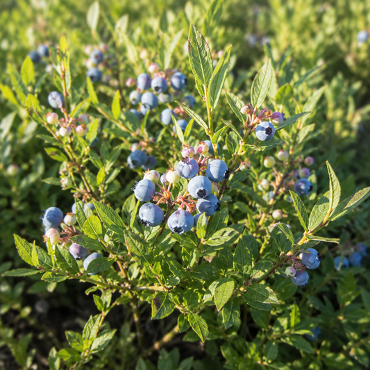 Wild Lowbush Blueberry