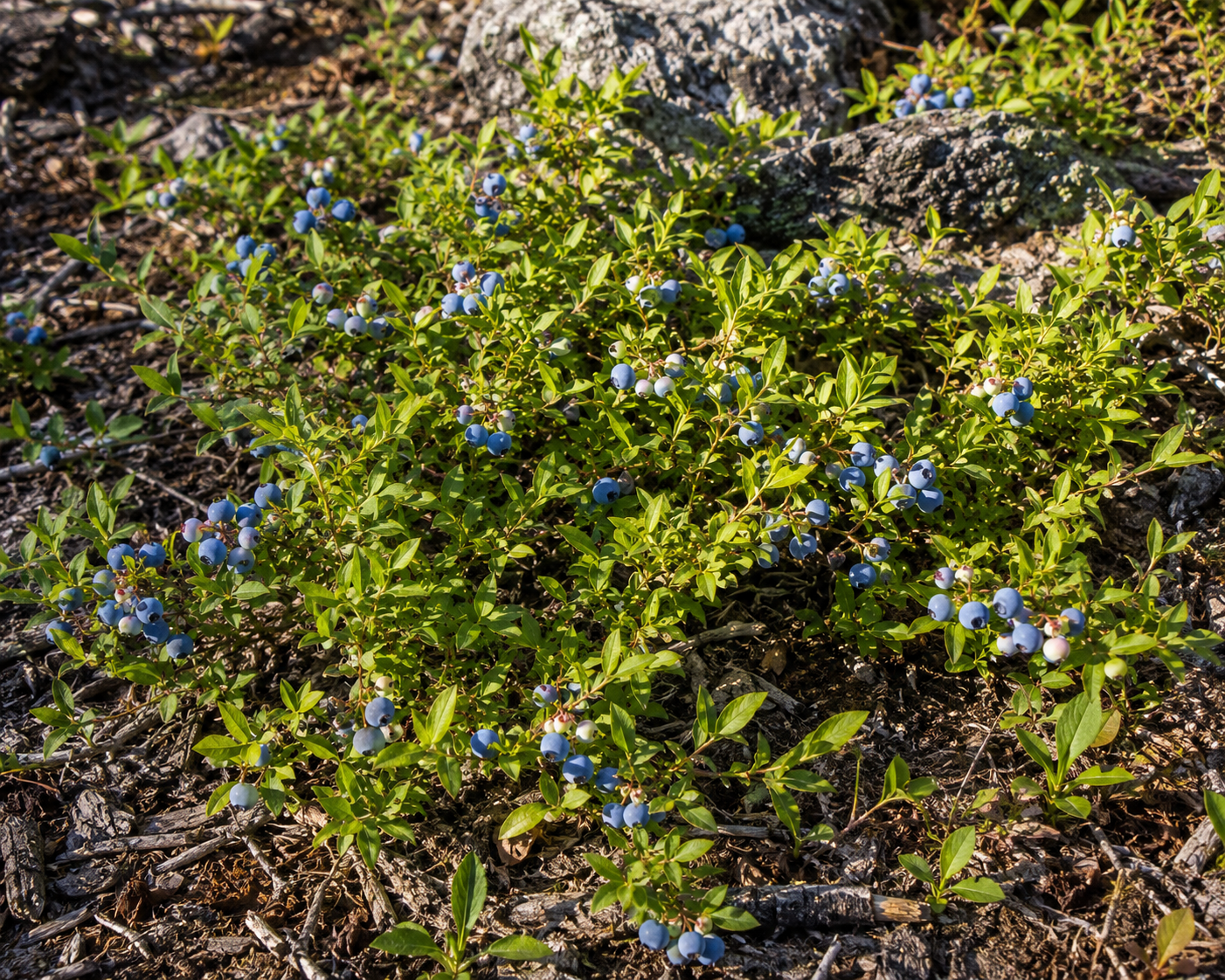 Wild Lowbush Blueberry