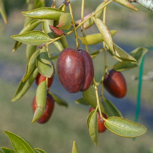 'Xian Beauty' Jujube
