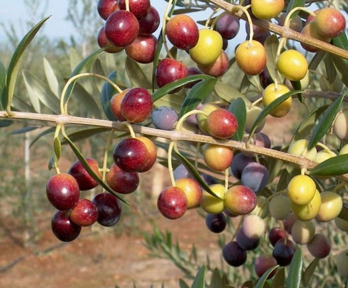 'Arbequina' Olive Trees