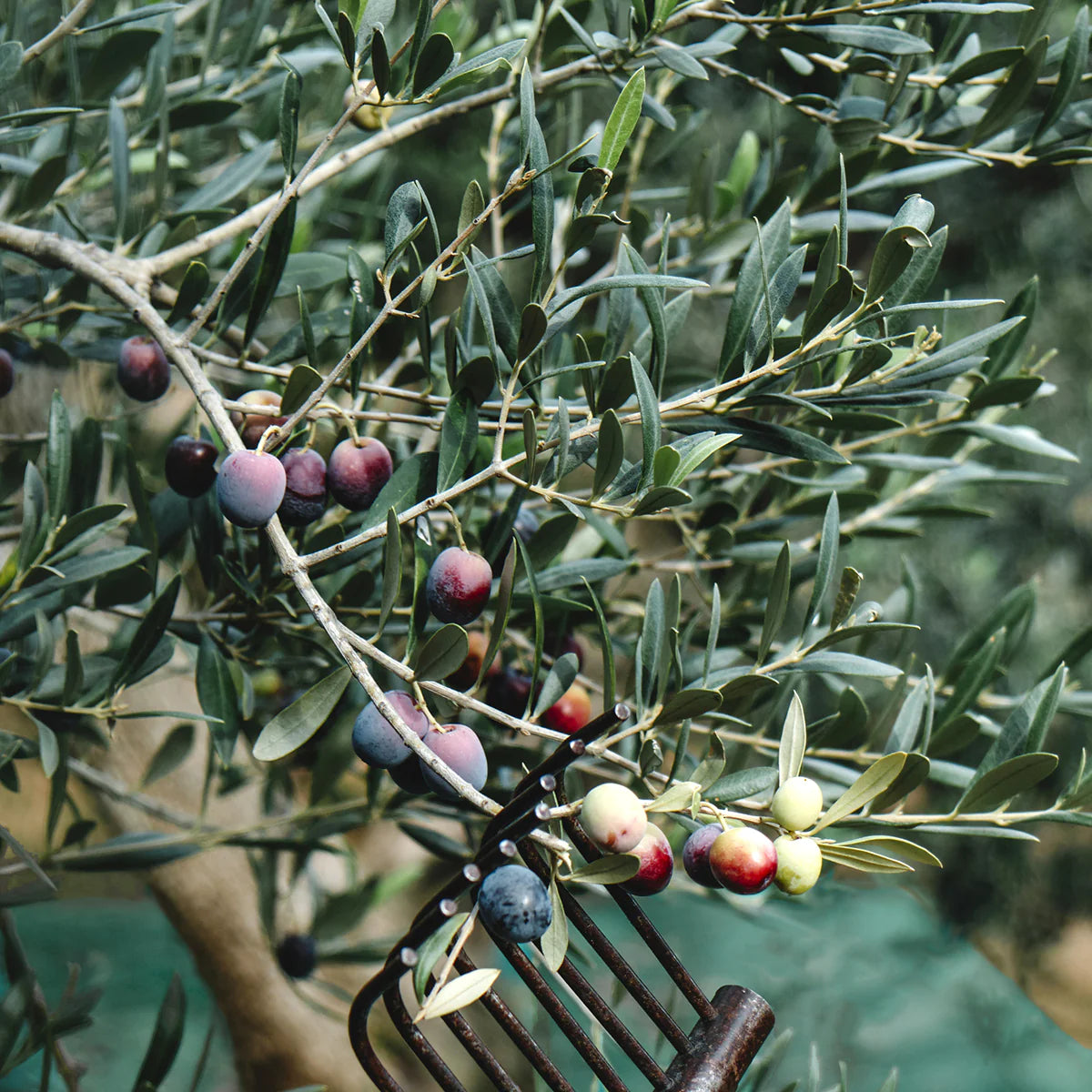 'Arbequina' Olive Trees