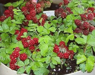 Arctic (Nangoon) Raspberry Plants