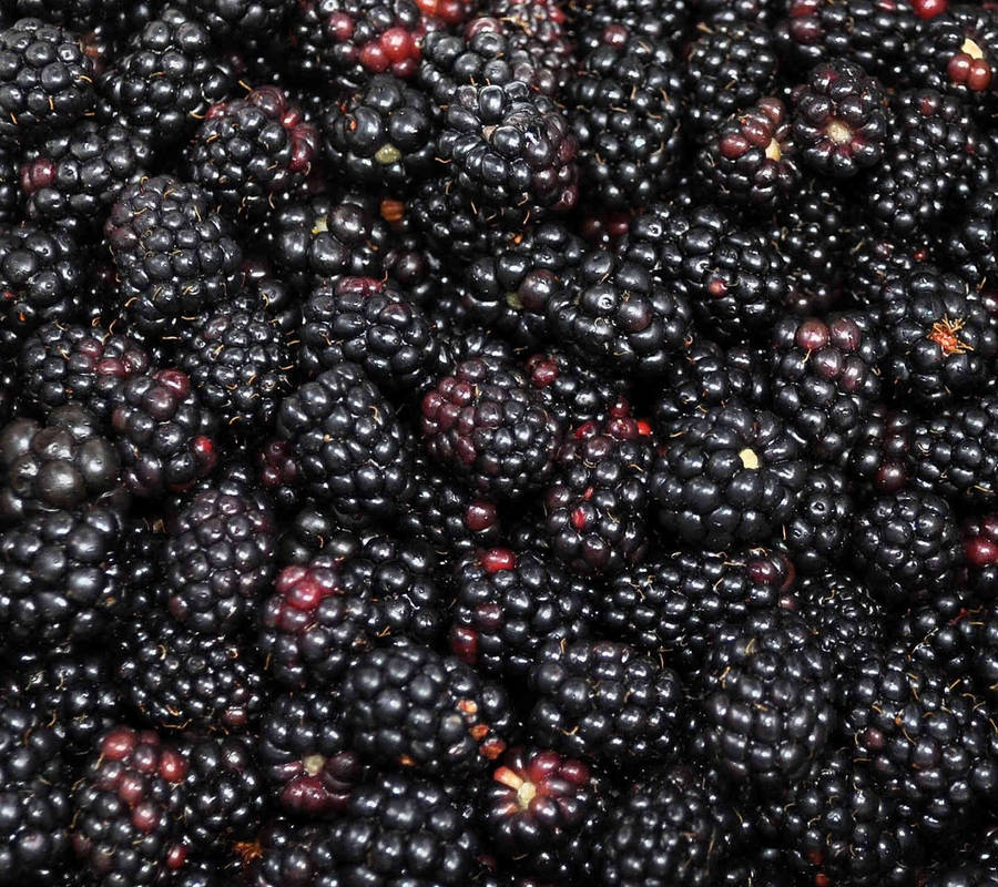 Boysenberry Plants