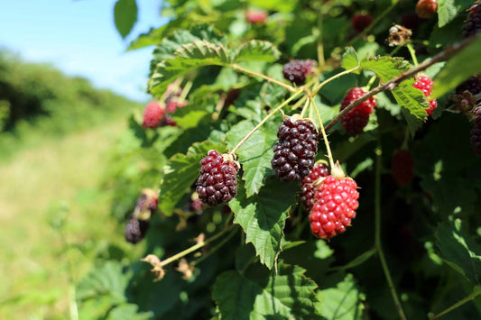 Boysenberry Plants