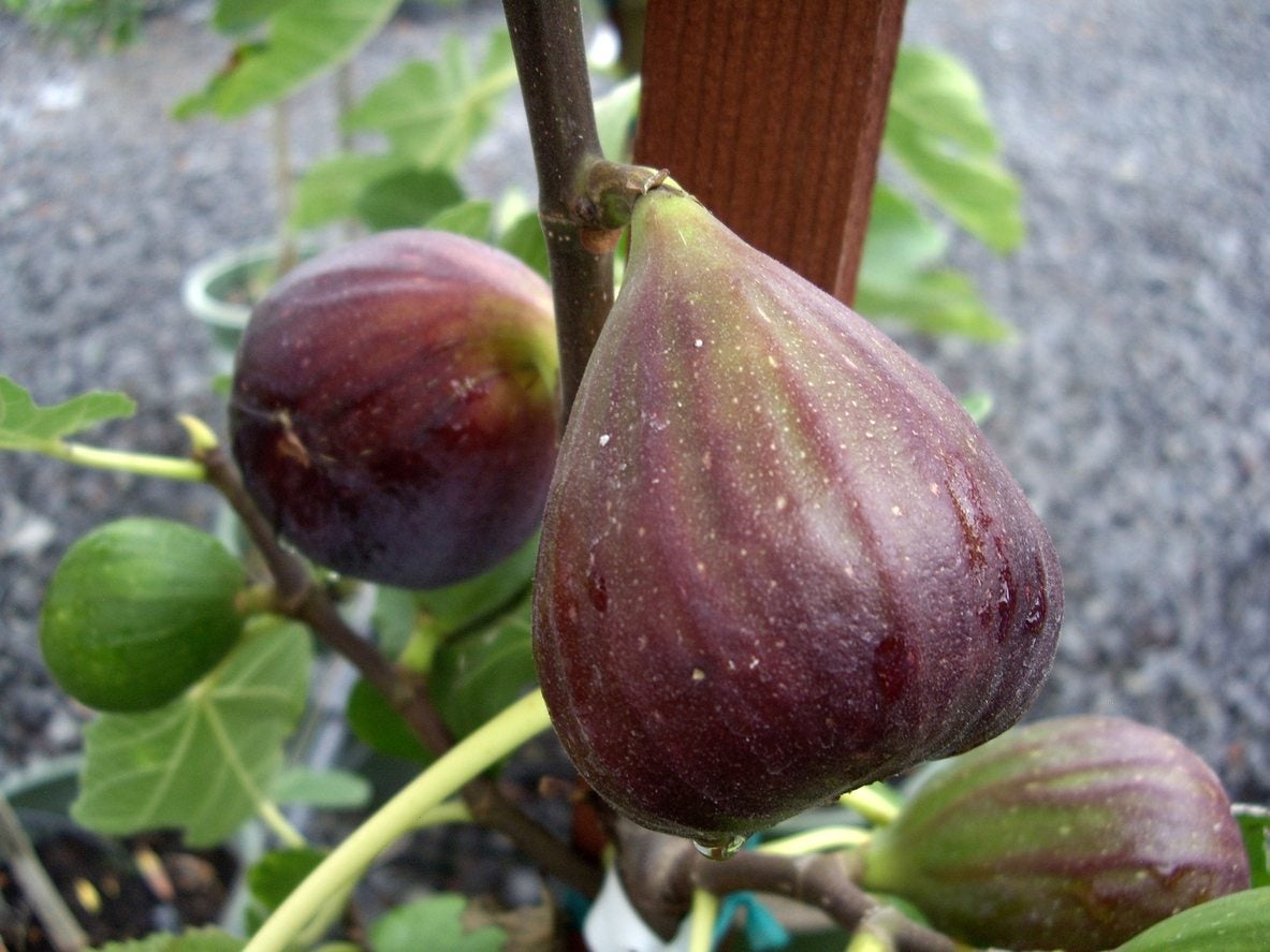 'Brown Turkey' Fig Trees