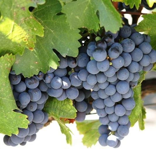 'Concord Seedless' Table Grape Vines