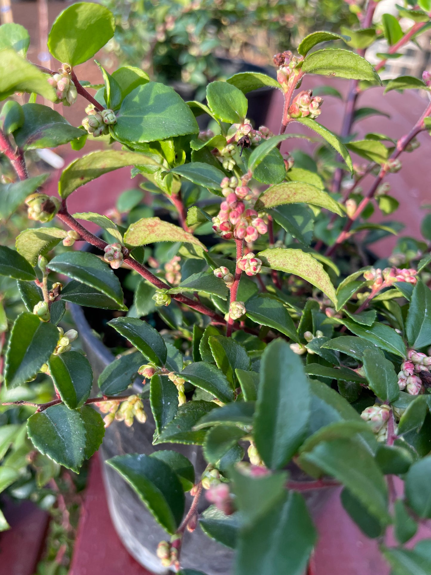 Evergreen Huckleberry Plants