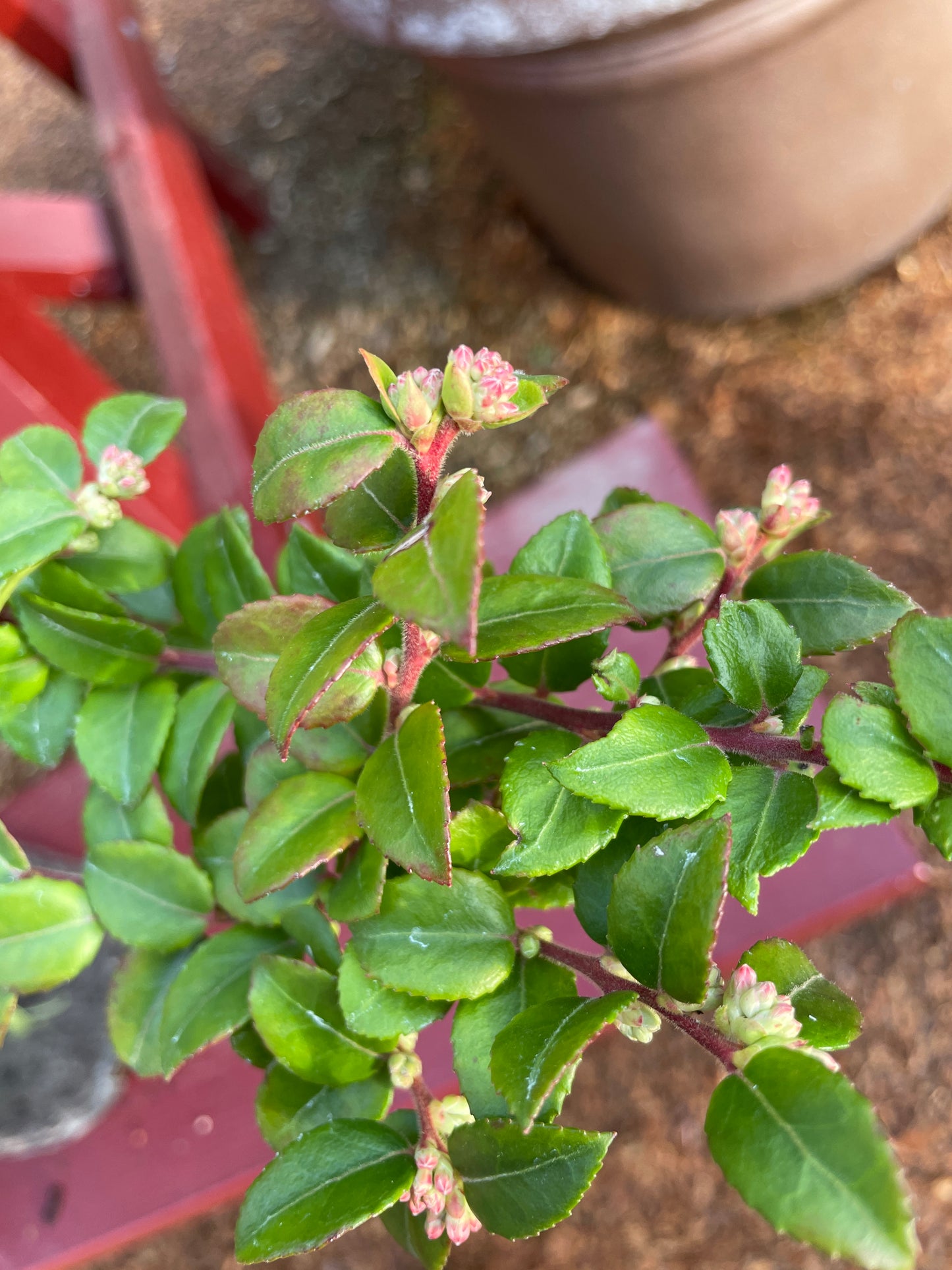 Evergreen Huckleberry Plants