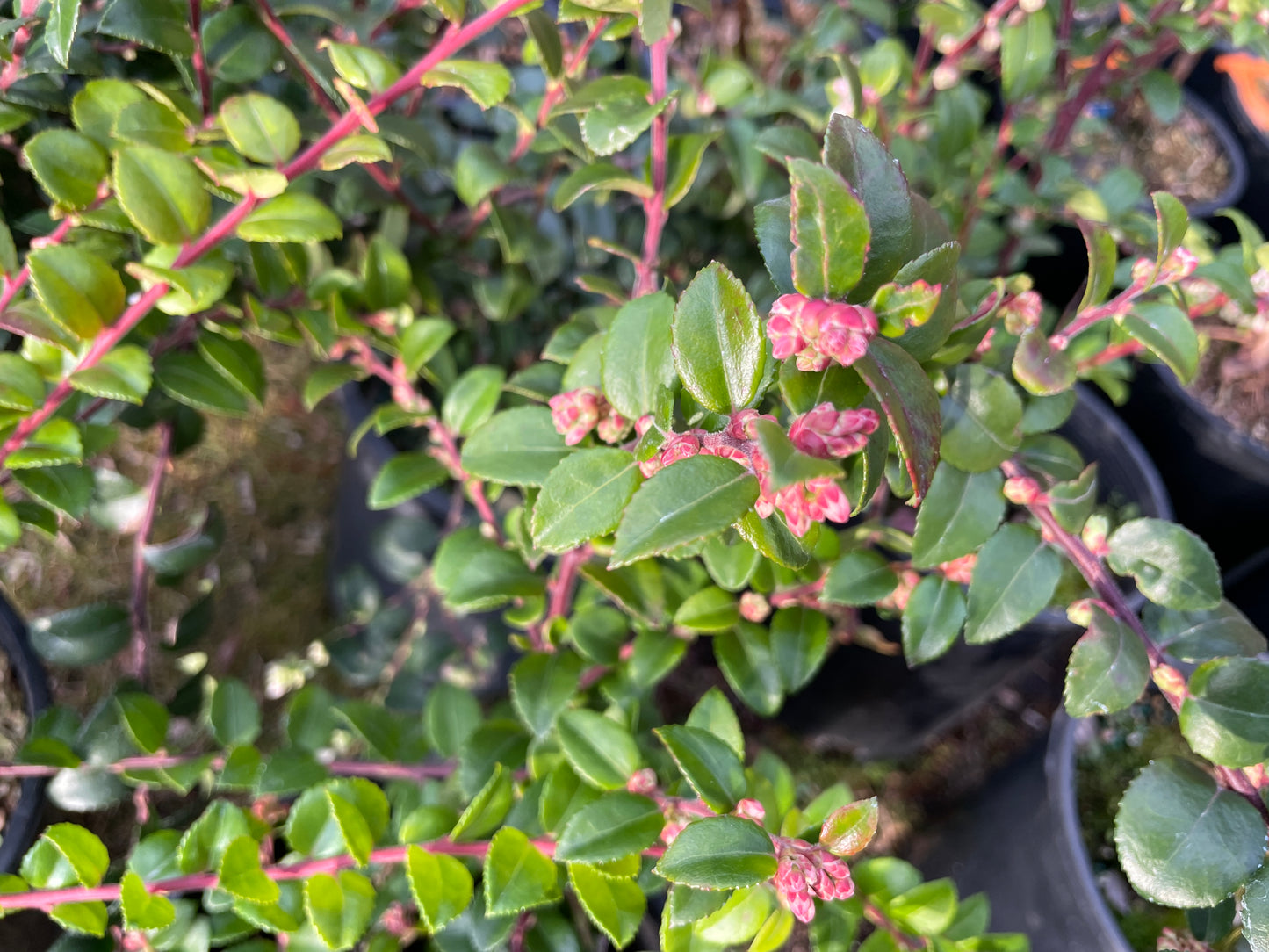 Evergreen Huckleberry Plants