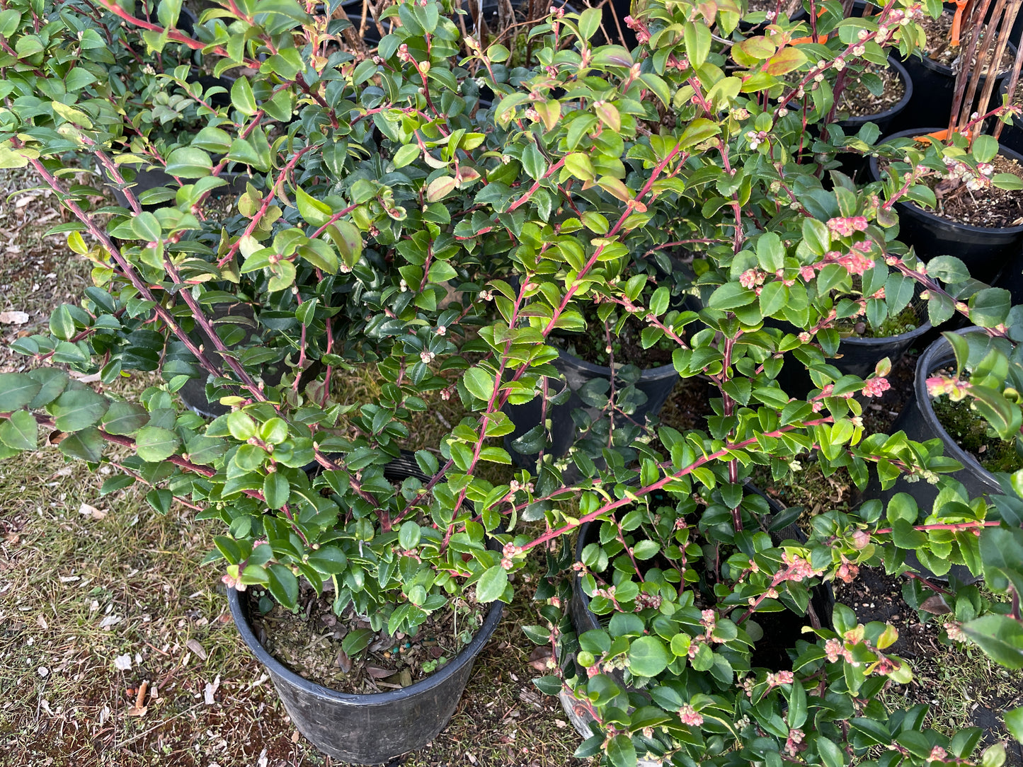 Evergreen Huckleberry Plants