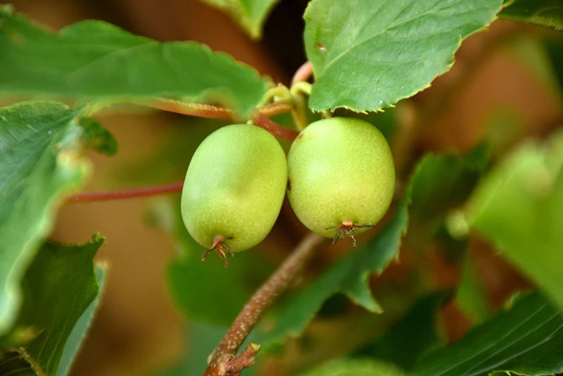 'Issai' Hardy Kiwi Vines